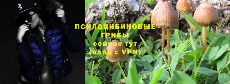 Псилоцибиновые грибы Magic Shrooms  Городовиковск 